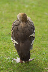 resting standing duck 2943