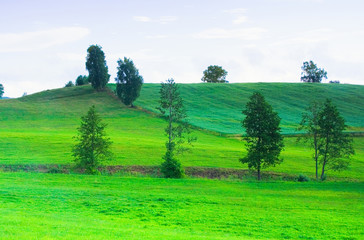 Beautiful meadow landscape