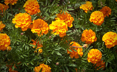 Blooming flowers Marigolds (Tagetes)