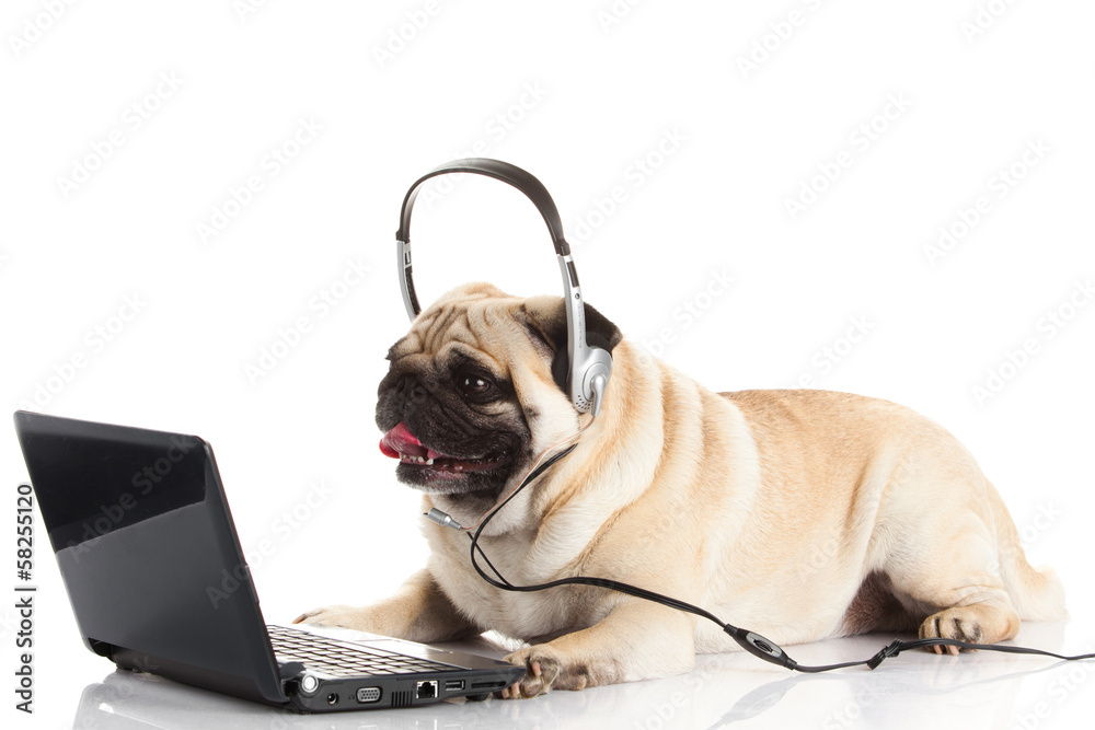 Poster Pug Dog with laptop.