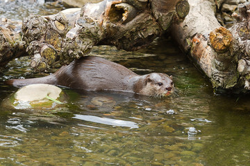 Otter playing in water 2995