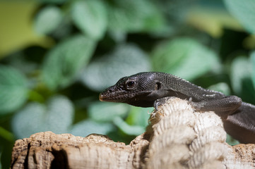 Varan noir de beccari