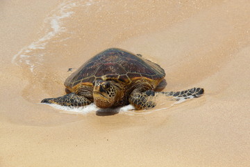 Schildkröte an der Turtle Bay von Oahu (Hawaii, USA)