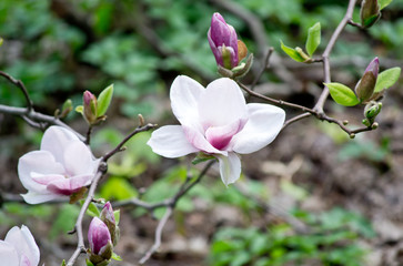 Obraz premium Pink magnolia