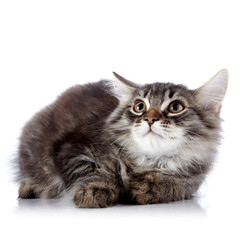 Fluffy beautiful cat on a white background.