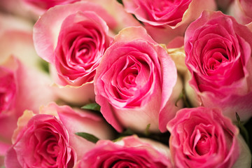 Nice roses in celebration concept