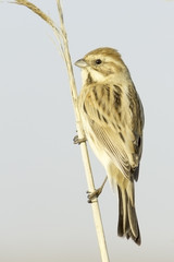 Reed Bunting, in winter plumage (Emberiza schoeniclus)