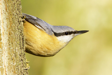 Sitta europaea / Eurasian Nuthatch in natural habitat - closeup