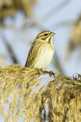 Reed Bunting, in winter plumage (Emberiza schoeniclus)