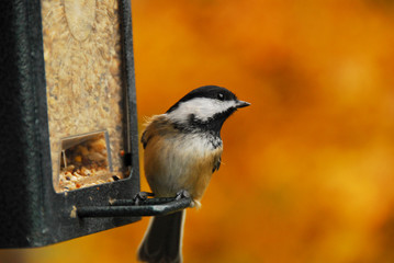 Black-Capped Chickadee against Fall Foliage