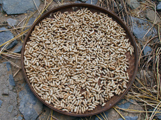 Fototapeta na wymiar peanut drying on a wicker tray on the ground