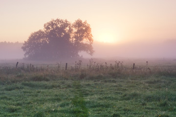 foggy morning on meadow. rural landscape