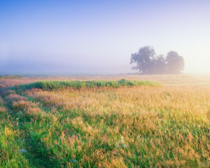 Obraz na płótnie Canvas foggy morning on meadow. rural landscape