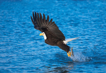 Bald Eagle with fish in talons, Alaska © birdiegal