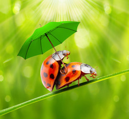 Funny picture of a love making ladybugs couple.