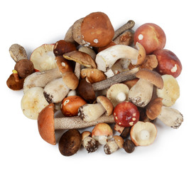 The boletus edulis isolated on white