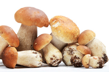 The boletus edulis isolated on white