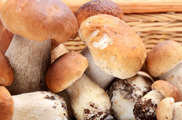 The raw boletus edulis a background