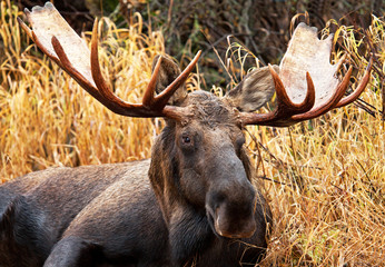 Moose Bull Portrait/ Male, Alaska, USA