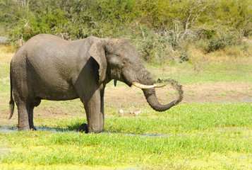 African Elephant Spraying Water. Kruger National Park