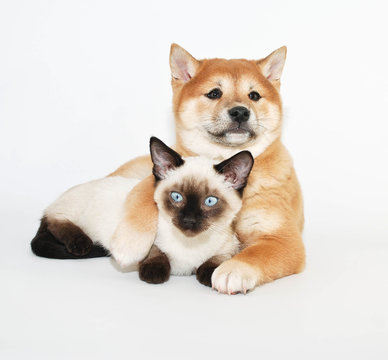 Puppy and Kitten Friends