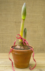 Amaryllis flower plant