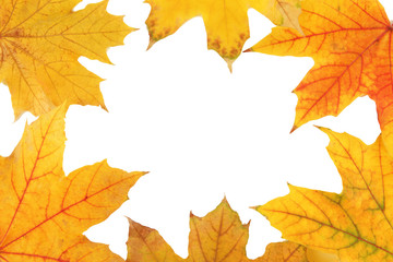 Yellow maple leaves isolated on white