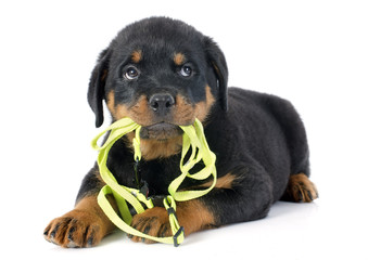 puppy rottweiler and leash