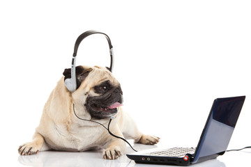 pug dog with headphone isolated on white background callcenter