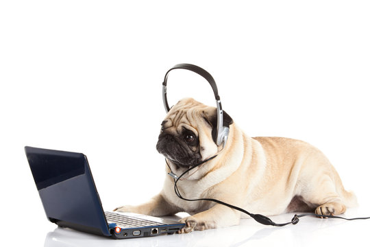 pug dog with headphone isolated on white background callcenter