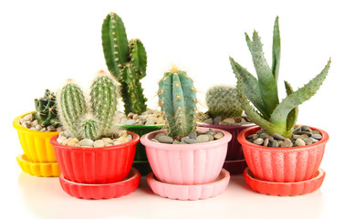 Cactuses in flowerpots, isolated on white