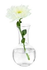 Flower in test-tube isolated on white