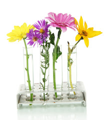 Flowers in test-tubes isolated on white