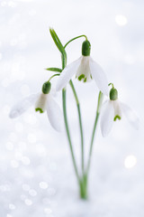 three lovely snowdrop flowers soft focus, on white studio snow,