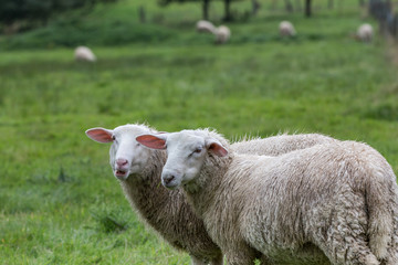 Naklejka na ściany i meble sheep on a meadow