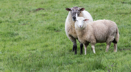 Fototapeta premium sheep on a meadow