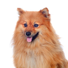 Beautiful Pomeranian dog