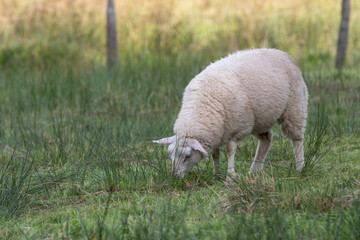 Naklejka premium sheep on a meadow