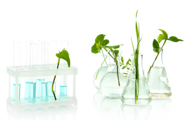 Plants in test tubes, isolated on white