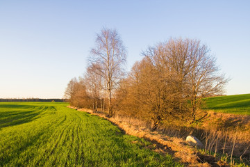 Green field landscape