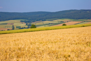 Fototapeta na wymiar Landschaft mit Getreidefeldern und Waldgebieten