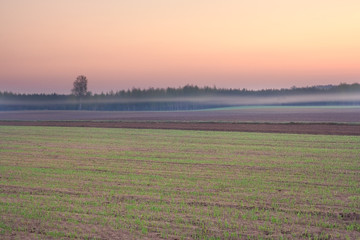 Fototapeta na wymiar Foggy morning field