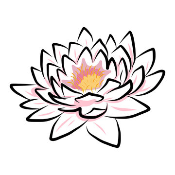 hand drawing water lily, lotus, flower