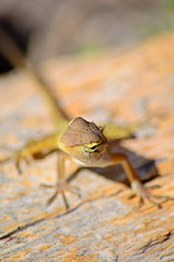 Curious wild lizard