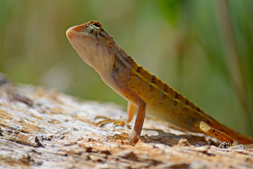 Curious wild lizard