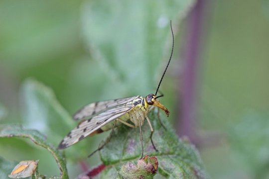 Deutsche Skorpionsfliege (Panorpa germanica)