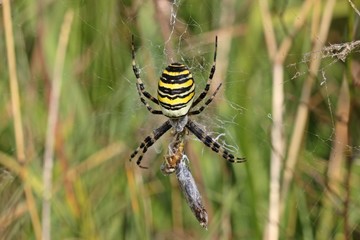 Wespenspinne (Argiope bruennichi) mit Grashüpfern