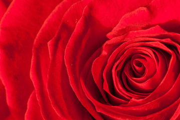 Naklejka premium Rose flower macro