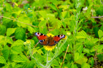 Butterfly feeding on a flower
