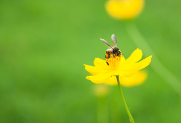 Bee on pollen of yellow flower